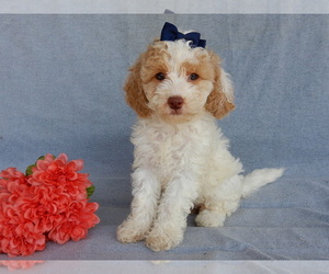 Cockapoo Puppy for Sale in MILLERSBURG, Ohio USA