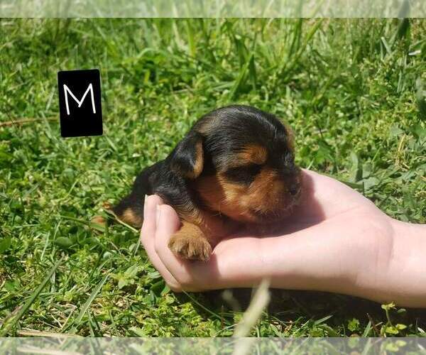 Medium Photo #2 Yorkshire Terrier Puppy For Sale in MANES, MO, USA