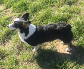 Father of the Pembroke Welsh Corgi puppies born on 02/05/2019