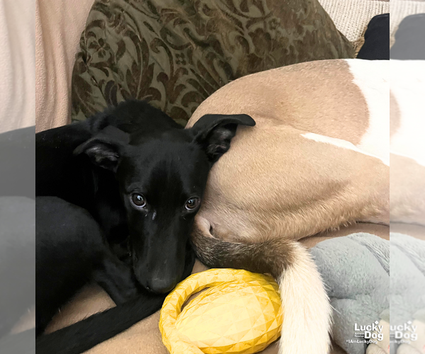 Medium Photo #5 Dachsador Puppy For Sale in Washington, DC, USA