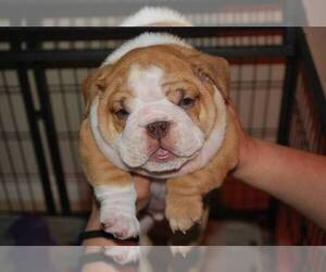 English Bulldog Puppy for sale in YUCCA VALLEY, CA, USA