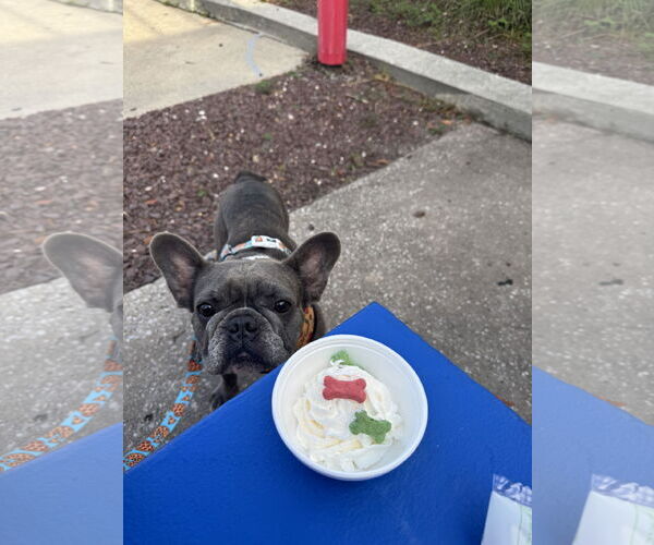 Medium Photo #7 French Bulldog Puppy For Sale in Sanford, FL, USA
