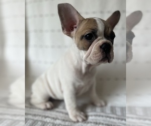 French Bulldog Puppy for sale in CHARLOTTE, NC, USA
