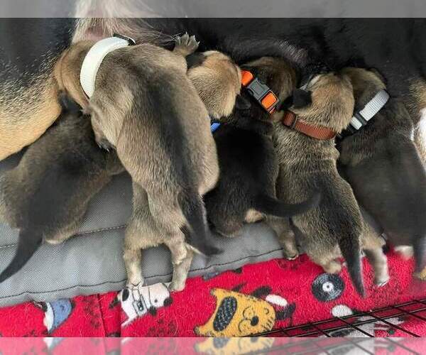 Medium Photo #4 Beagleman-Pug Mix Puppy For Sale in YELM, WA, USA