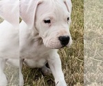 Small Photo #1 Dogo Argentino Puppy For Sale in SAN ANTONIO, TX, USA