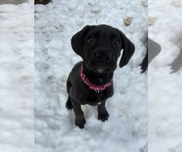 Medium Photo #4 Boweimar Puppy For Sale in Brewster, NY, USA