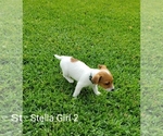 Small Photo #5 Jack Russell Terrier Puppy For Sale in PIONEER, LA, USA