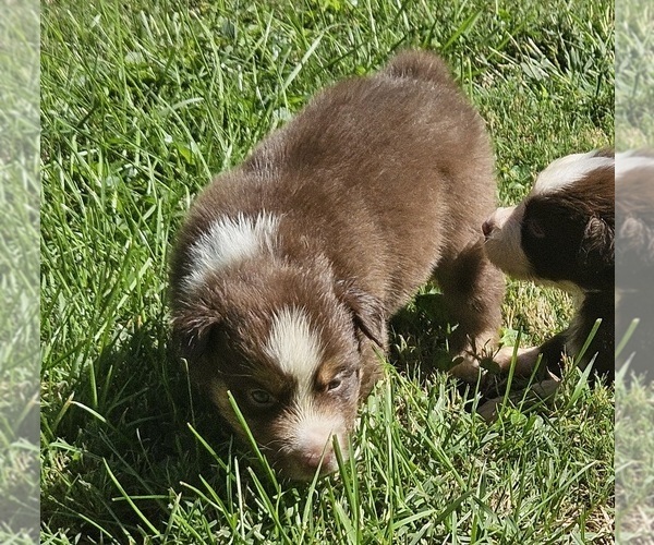 Medium Photo #6 Australian Shepherd Puppy For Sale in NELSON, VA, USA