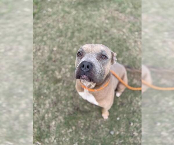 Medium Photo #1 American Pit Bull Terrier-Unknown Mix Puppy For Sale in Louisville, KY, USA