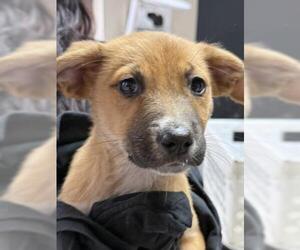 Black Mouth Cur-Unknown Mix Dogs for adoption in Redlands, CA, USA