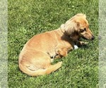 Small Photo #1 Dachshund Puppy For Sale in JOHNSTOWN, PA, USA