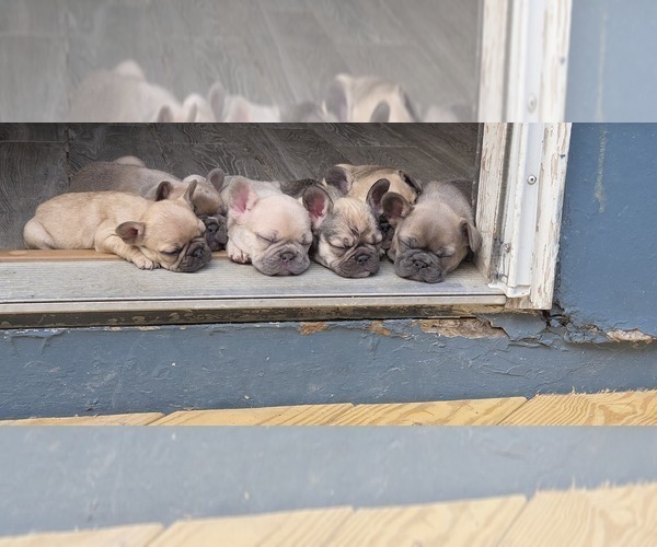 Medium Photo #1 French Bulldog Puppy For Sale in MAPLETON, ME, USA