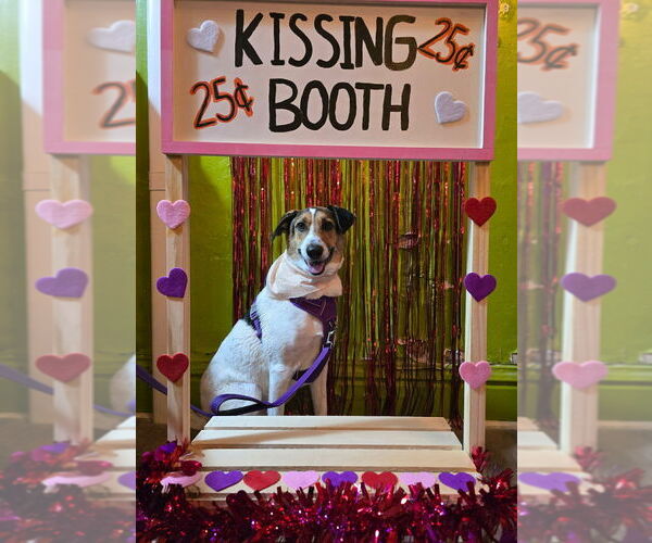 Medium Photo #3 German Shepherd Dog-Unknown Mix Puppy For Sale in Springdale, PA, USA