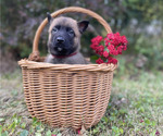 Small #11 Belgian Malinois