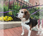 Small #5 Beagle