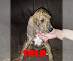 Small Photo #10 Plott Hound Puppy For Sale in MIDVALE, UT, USA