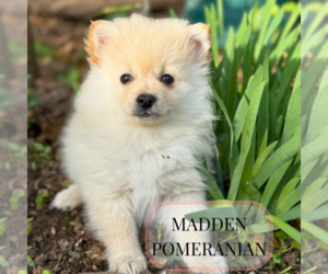 Pomeranian Puppy for sale in ELMHURST, IL, USA