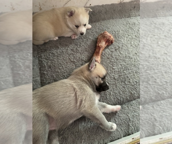 Medium Photo #40 Pomsky Puppy For Sale in LOVELAND, CO, USA