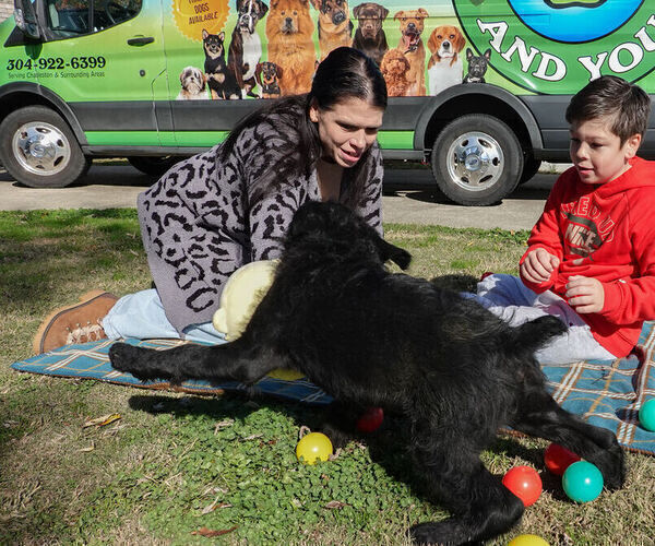Medium Photo #13 Black Russian Terrier Puppy For Sale in S CHARLESTON, WV, USA