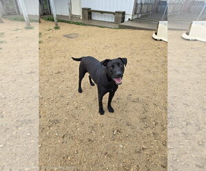 Mutt Dogs for adoption in Maquoketa, IA, USA