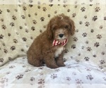 Small #4 Cavapoo