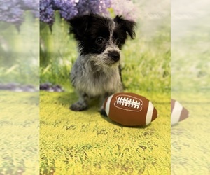 Biewer Yorkie Puppy for sale in WILLISTON, SC, USA