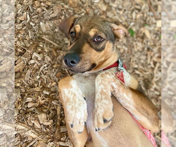 Medium Photo #6 Labrador Retriever-Unknown Mix Puppy For Sale in Canton, CT, USA