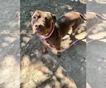 Small #1 American Pit Bull Terrier Mix