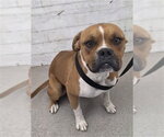 Small Boxer Mix