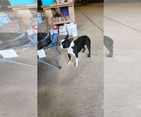 Medium Photo #1 Boston Terrier Puppy For Sale in SALESVILLE, OH, USA