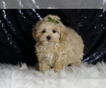 Small #1 Maltipoo
