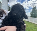 Puppy Dorian Goldendoodle