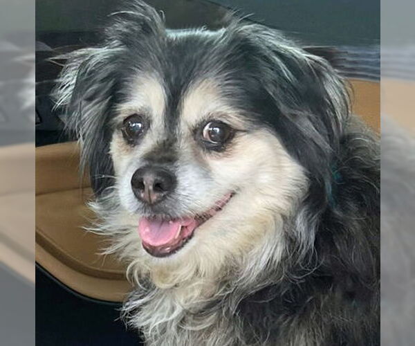 Medium Photo #12 Cocker Spaniel-Pembroke Welsh Corgi Mix Puppy For Sale in Arlington, VA, USA