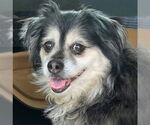 Small #11 Cocker Spaniel-Pembroke Welsh Corgi Mix