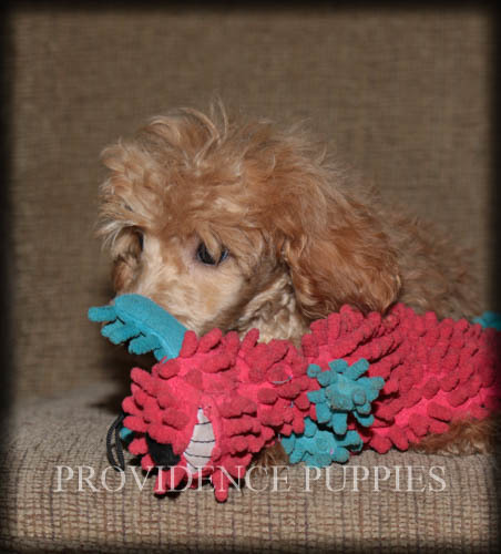 Medium Photo #38 Poodle (Miniature) Puppy For Sale in COPPOCK, IA, USA