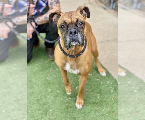 Medium Photo #9 Boxer Puppy For Sale in Austin, TX, USA
