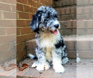 Aussiedoodle Puppy for sale in WINSTON SALEM, NC, USA