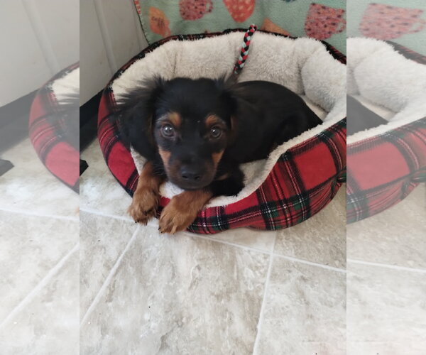 Medium Photo #2 Miniature Pinscher-Unknown Mix Puppy For Sale in York, SC, USA