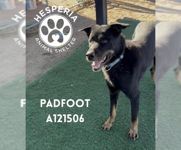 Medium Photo #1 German Shepherd Dog-Greyhound Mix Puppy For Sale in HESPERIA, CA, USA