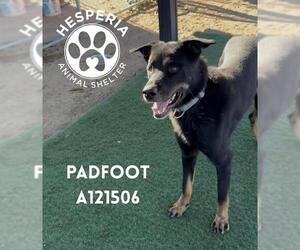 German Shepherd Dog-Greyhound Mix Dogs for adoption in HESPERIA, CA, USA