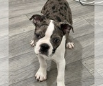 Small Photo #6 Boston Terrier Puppy For Sale in MARTINSVILLE, IN, USA