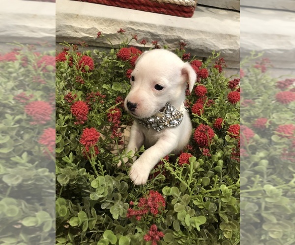 Medium Photo #19 Jack Russell Terrier Puppy For Sale in MABLETON, GA, USA