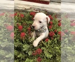 Small Photo #19 Jack Russell Terrier Puppy For Sale in MABLETON, GA, USA