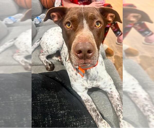 Medium Photo #3 German Shorthaired Pointer Puppy For Sale in San Antonio, TX, USA