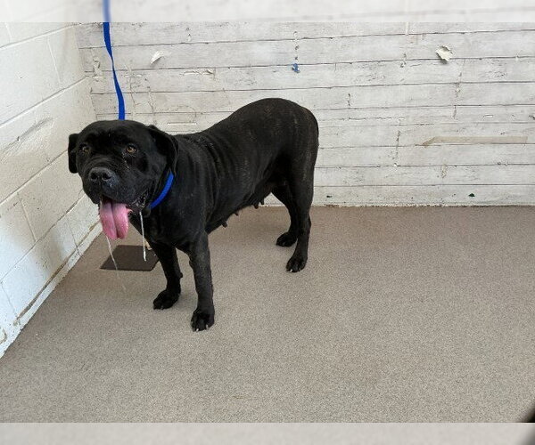 Medium Photo #1 Mutt Puppy For Sale in San Bernardino, CA, USA