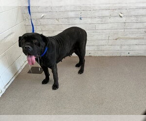 Mutt Dogs for adoption in San Bernardino, CA, USA