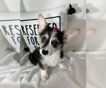 Small #2 Pembroke Welsh Corgi