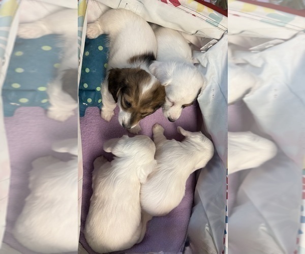 Medium Photo #9 Dachshund Puppy For Sale in ASHLAND, NE, USA