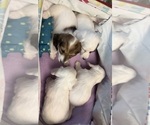 Small #8 Dachshund