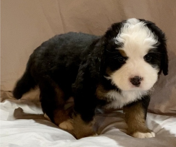Medium Photo #7 Bernese Mountain Dog Puppy For Sale in GREEN FOREST, AR, USA